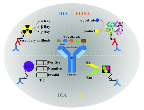 types of enzyme immunoassay